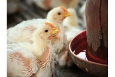 Photo of Goosedown Photo of Goosedown